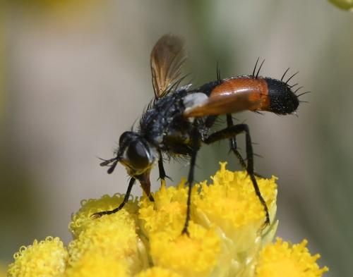 Réf. 232 301 : Cylindromyia sp.